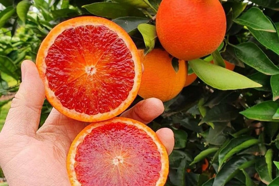 Moro Blood Orange (Citrus sinensis) Seeds