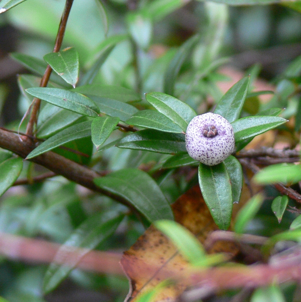 Midgen Berry (Austromyrtus dulcis) Seeds