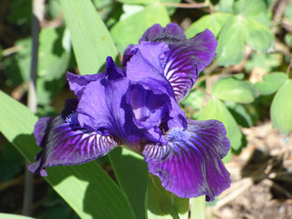 Autumn Jester Dwarf Iris