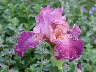 Autumn Rose Tall Bearded Iris