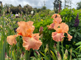 Autumn Sunrise Tall Bearded Iris