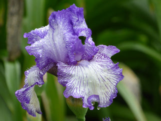 Autumn Circus Tall Bearded Iris