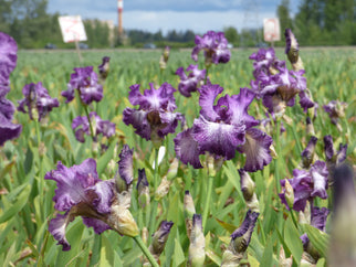 Autumn Explosion Tall Bearded Iris