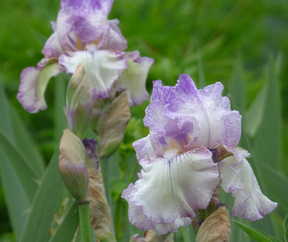 Autumn Tryst Tall Bearded Iris