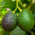 Avocado seeds starting to sprout in water Persea americana planting