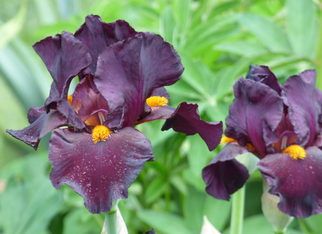 Awakening Embers Tall Bearded Iris