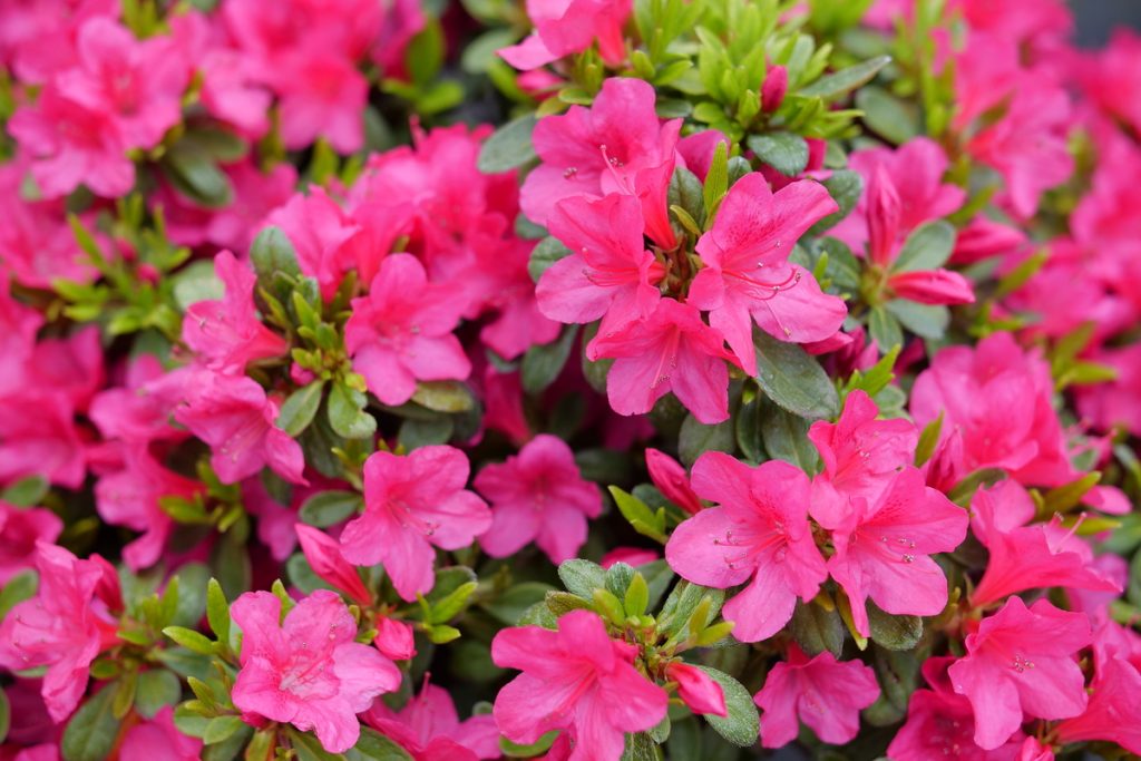 Rhododendron Fuchsia Carpet Azalea