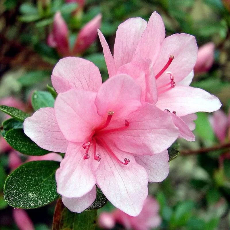 Azalea Rhododendron Pure Pink Flower Seeds for Planting