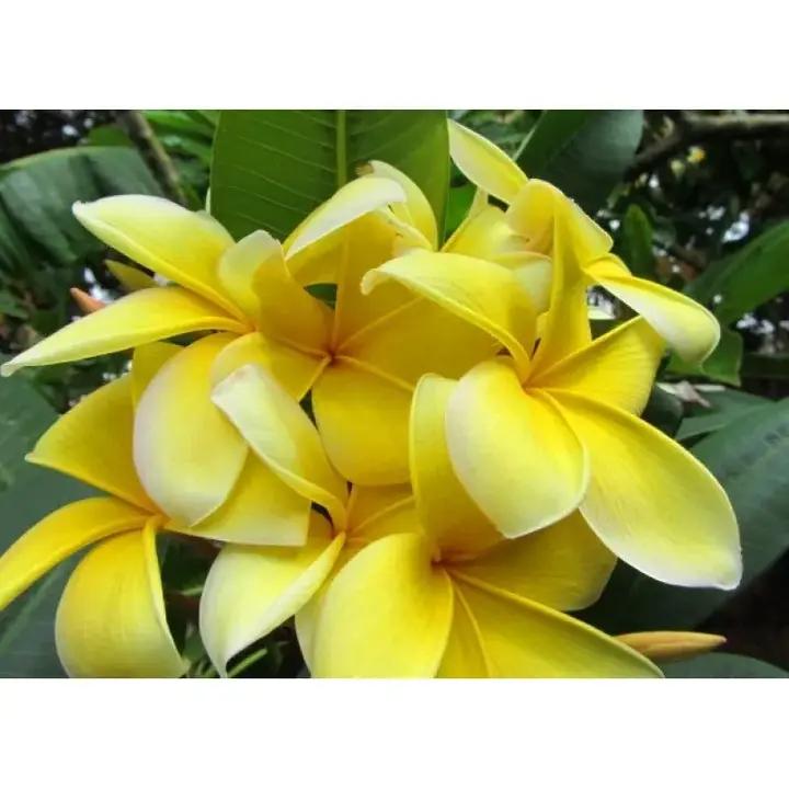 Rubra Flower Seeds for Planting, NON GMO Seeds Dhara Seeds
