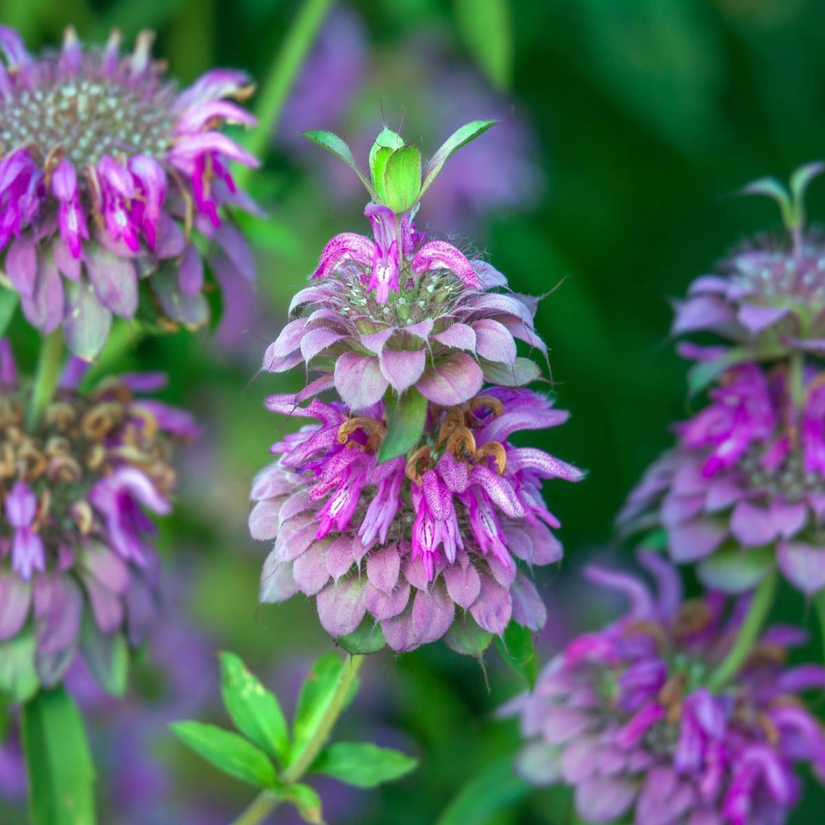 Bergamot Lemon Mint Seeds