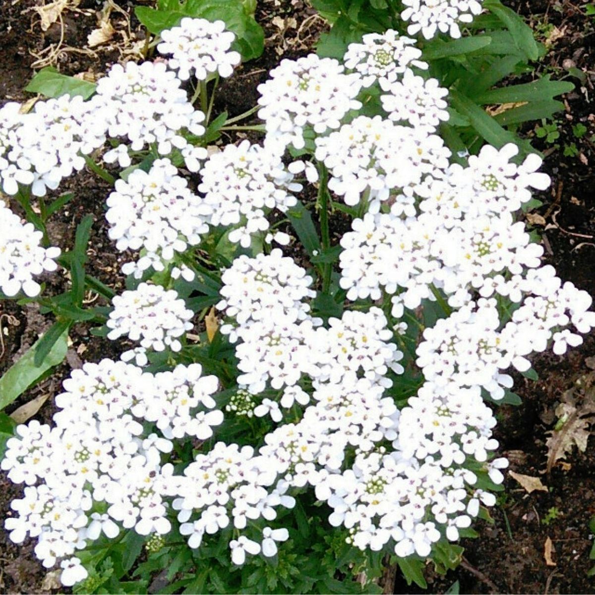 Candytuft Iceberg Seeds