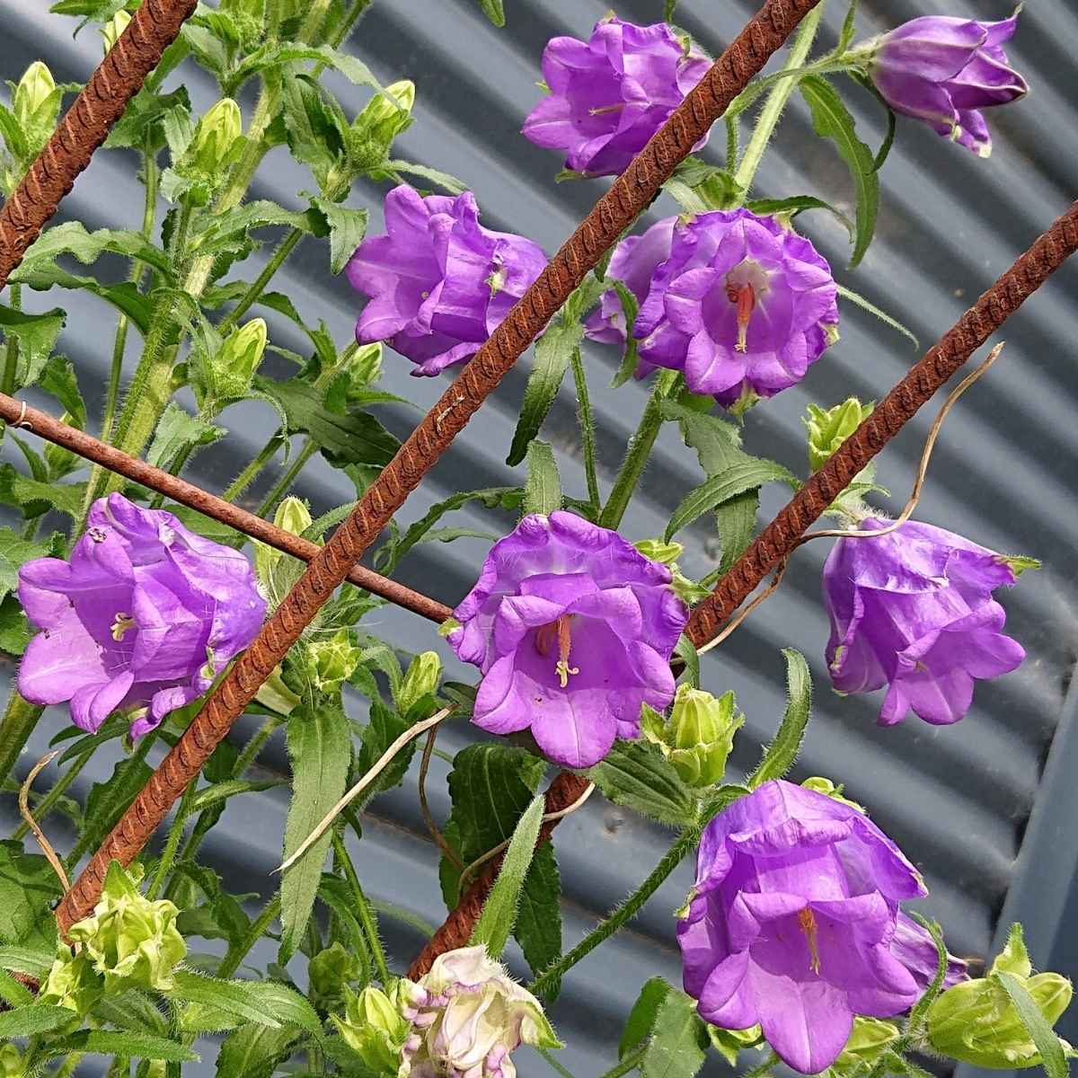 Canterbury Bells Cup and Saucer Mix Seeds