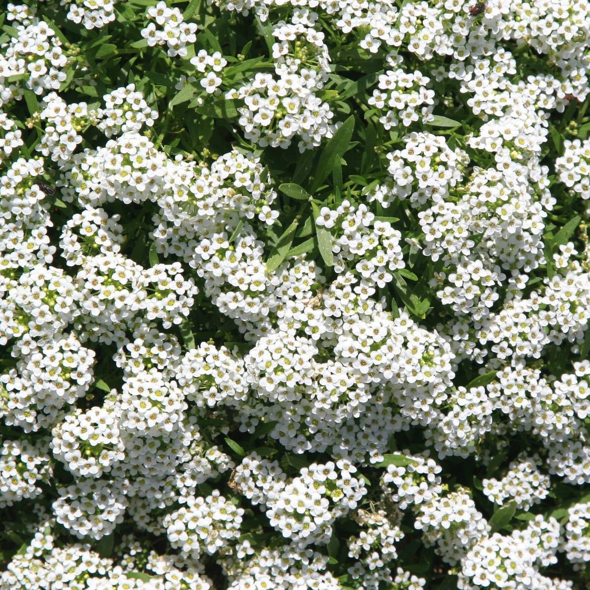 Alyssum Carpet of Snow Seeds