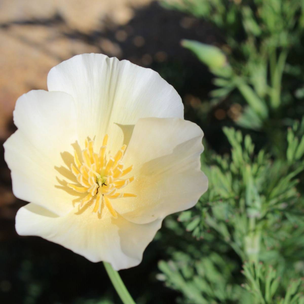 Californian Poppy Alba Seeds