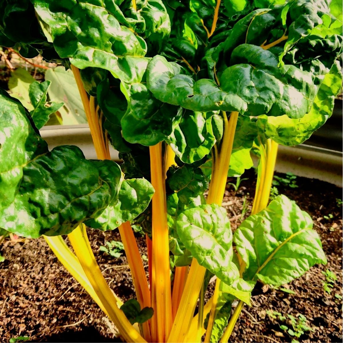 Golden Sunrise Silverbeet Seeds