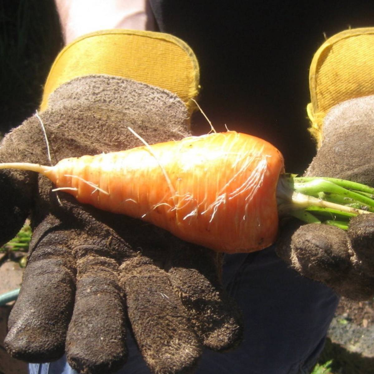 Short Kuroda Carrot Seeds