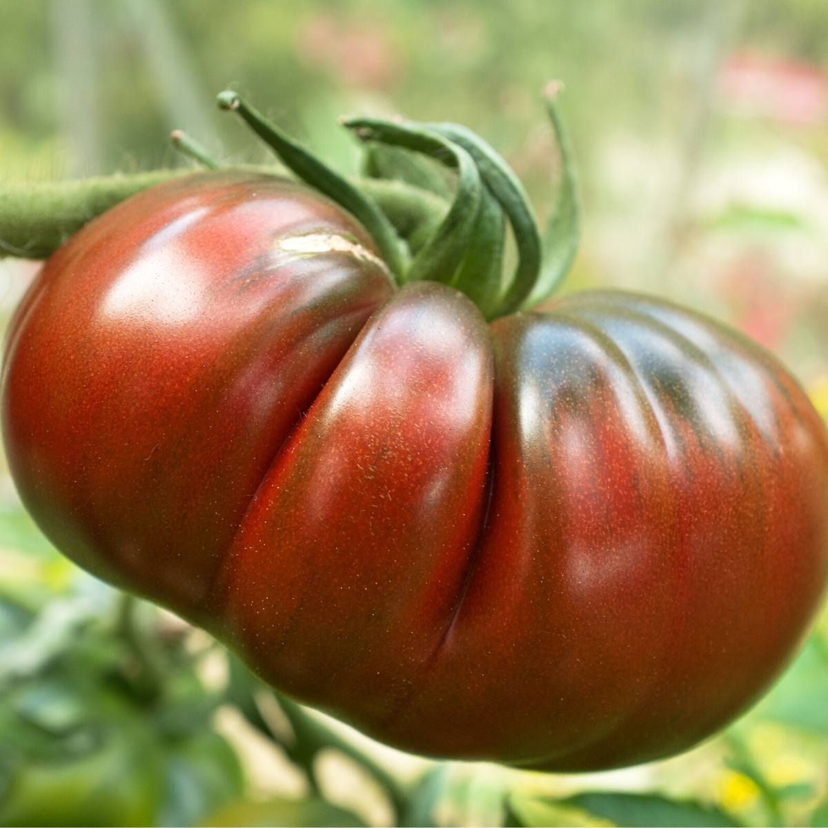 Black Krim Tomato Seeds