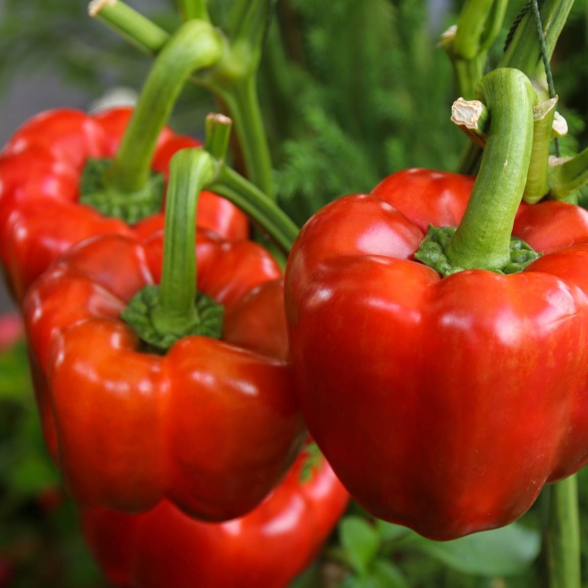 Yolo Wonder Capsicum Seeds