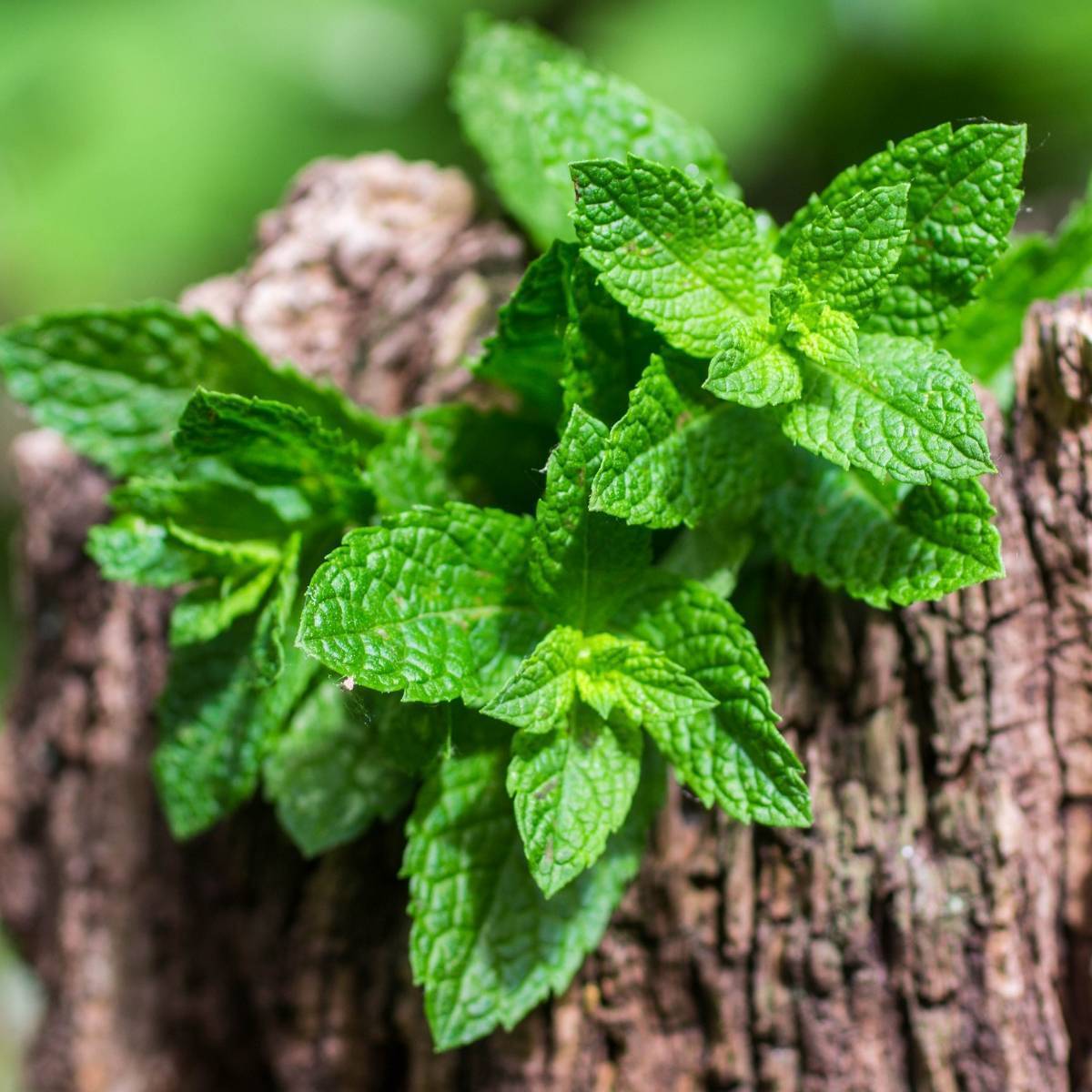 Green Spearmint Seeds – Refreshing Herb for Drinks-Heirloom & Non-GMO Seeds for planting – Fresh Herb for Your Garden