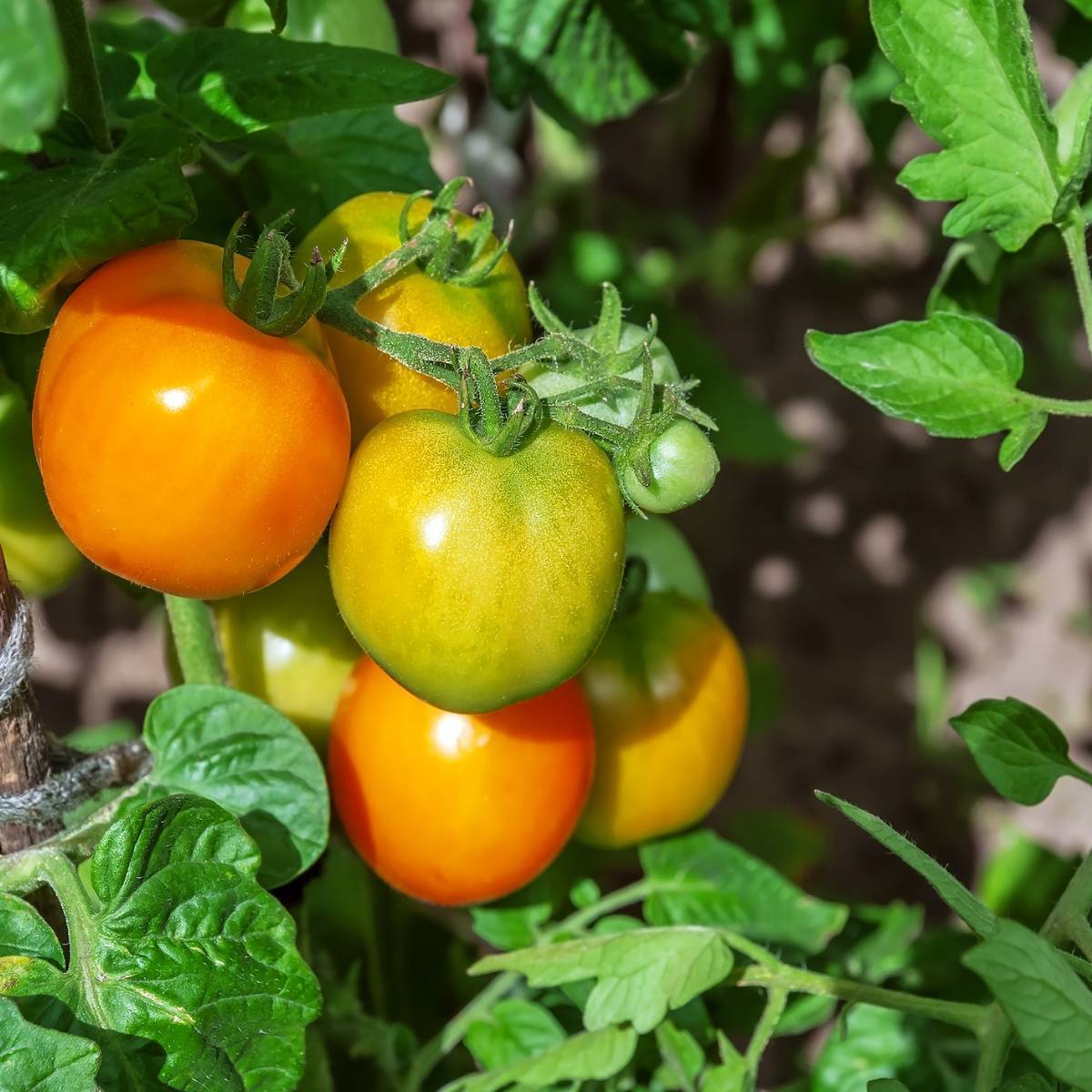 Jubilee Yellow Tomato Seeds