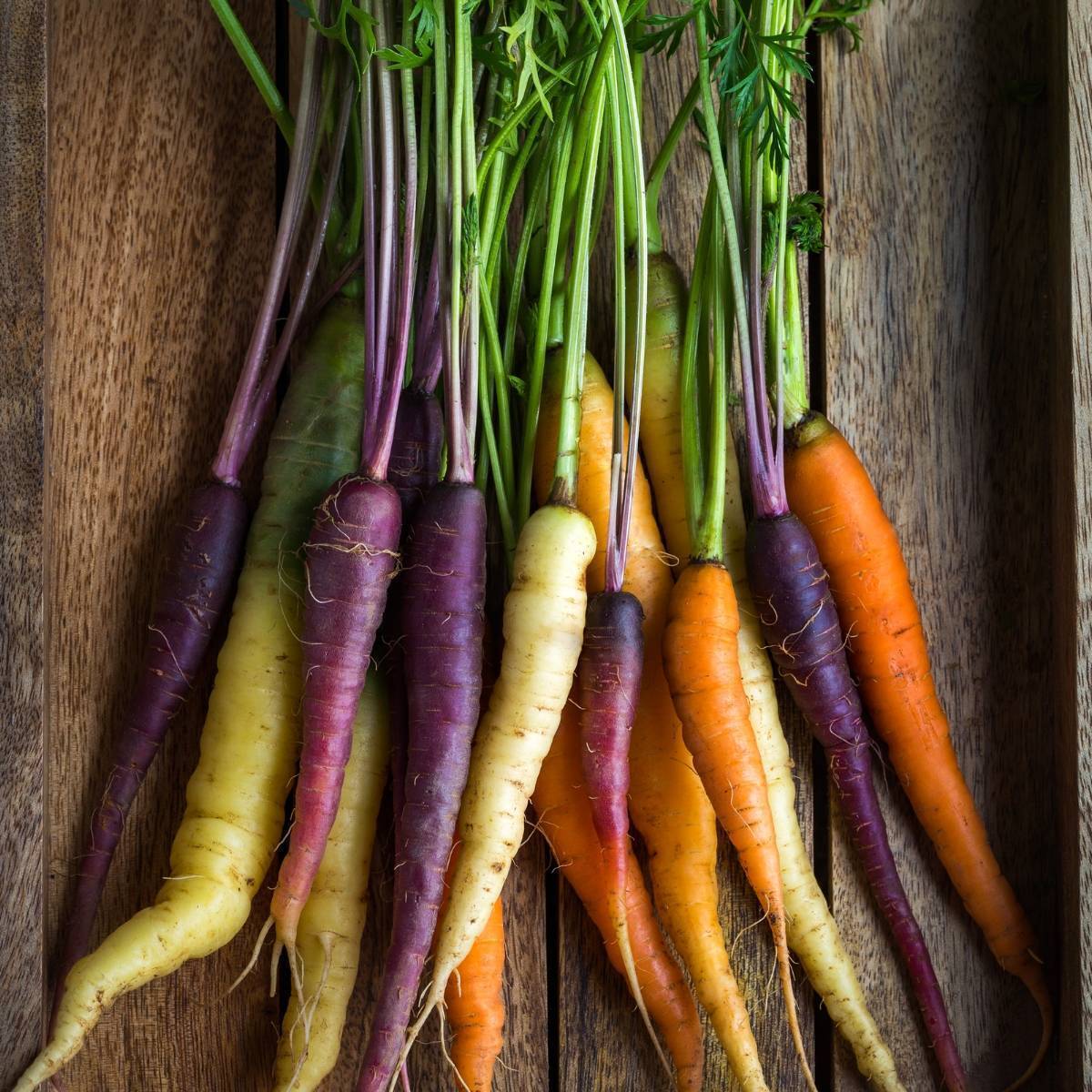 Rainbow Mix Carrot Seeds