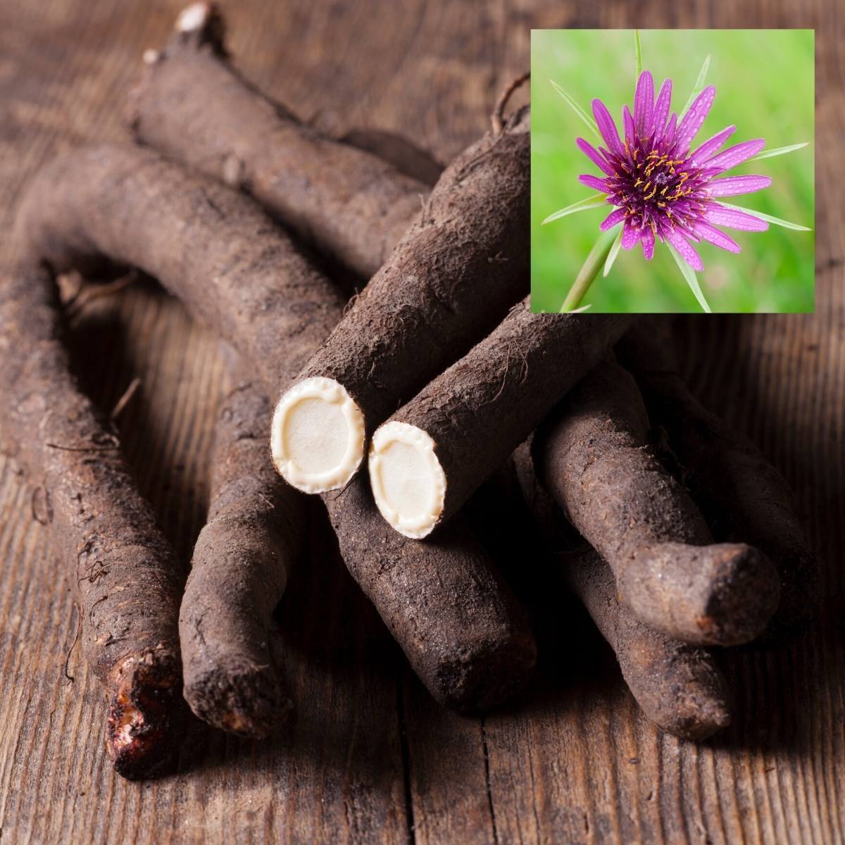 Mammoth Sandwich Salsify Seeds