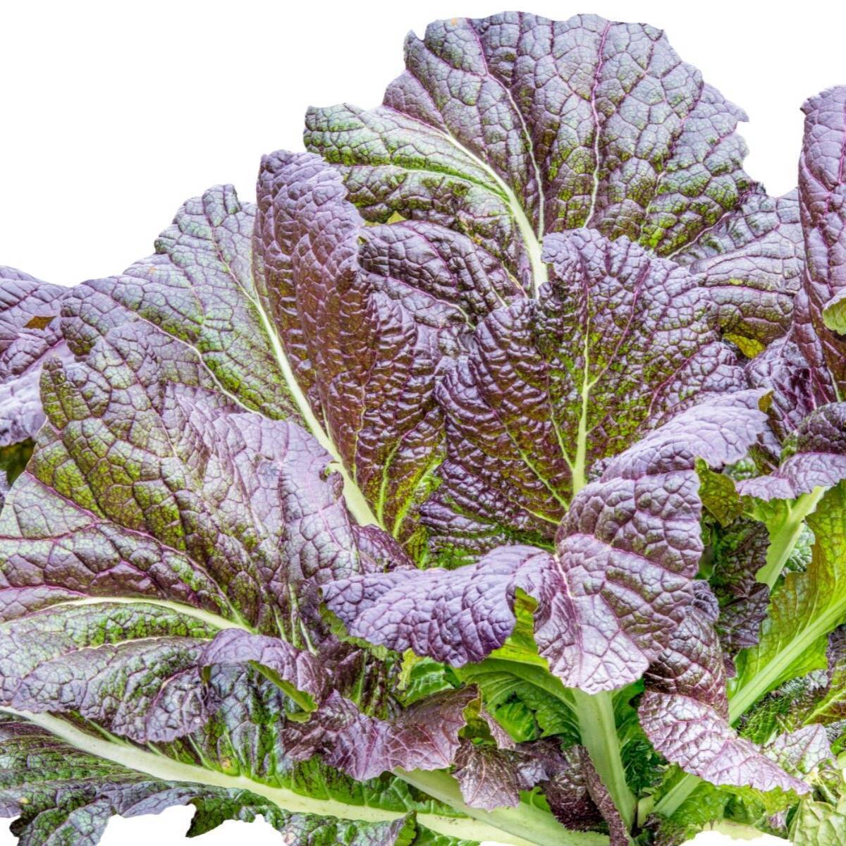 Red Giant Mustard Greens Seeds