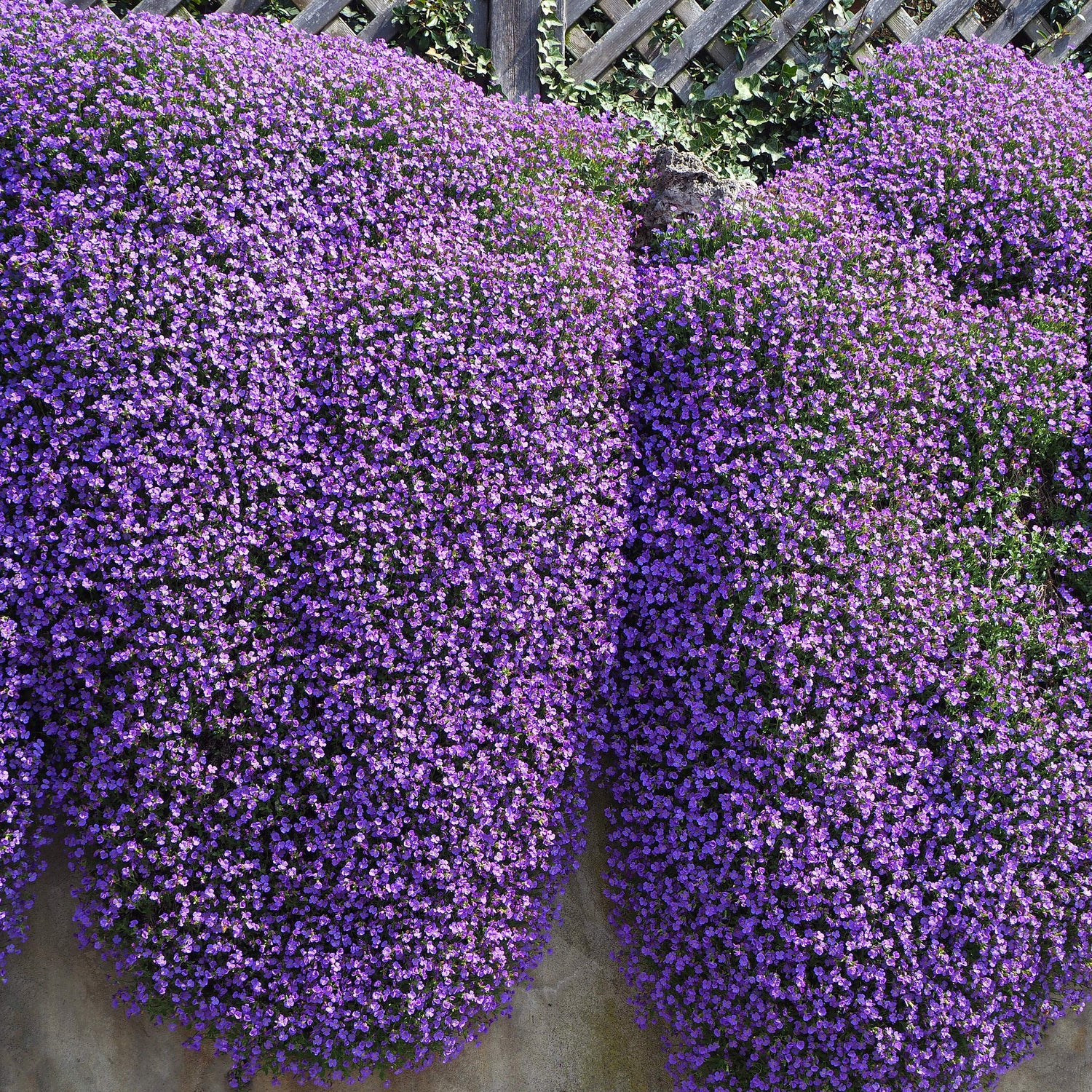 Aubrieta Cascade Purple Rock Cress Flowering Seeds For Planting