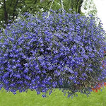 Lobelia Blue Wings seeds for vibrant blue flowers