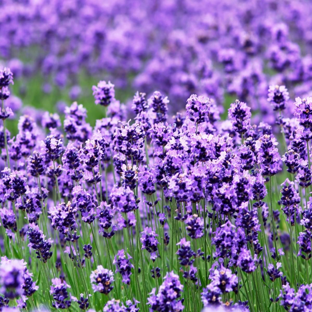 Lavender True English Seeds