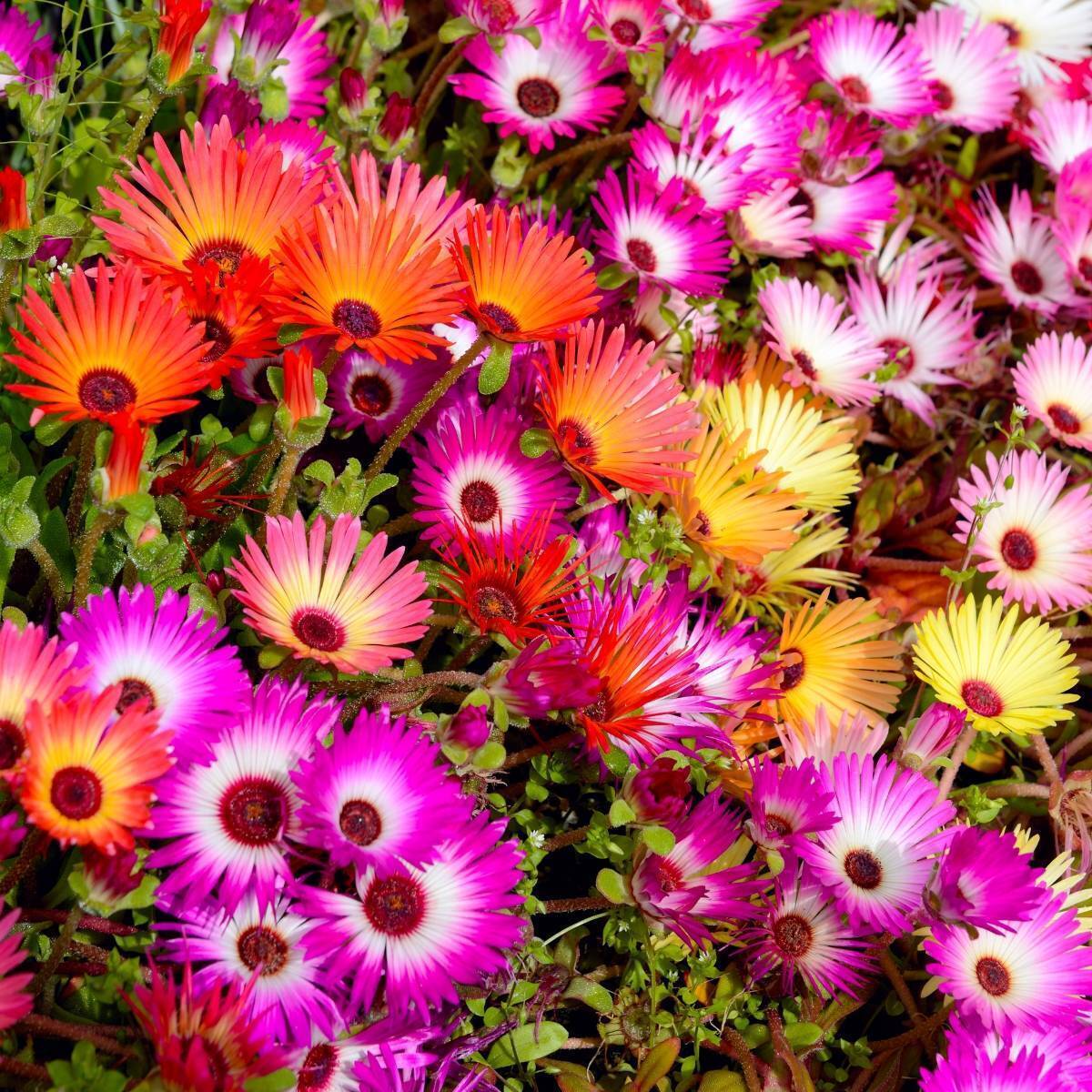 Livingstone Daisy Mix Seeds