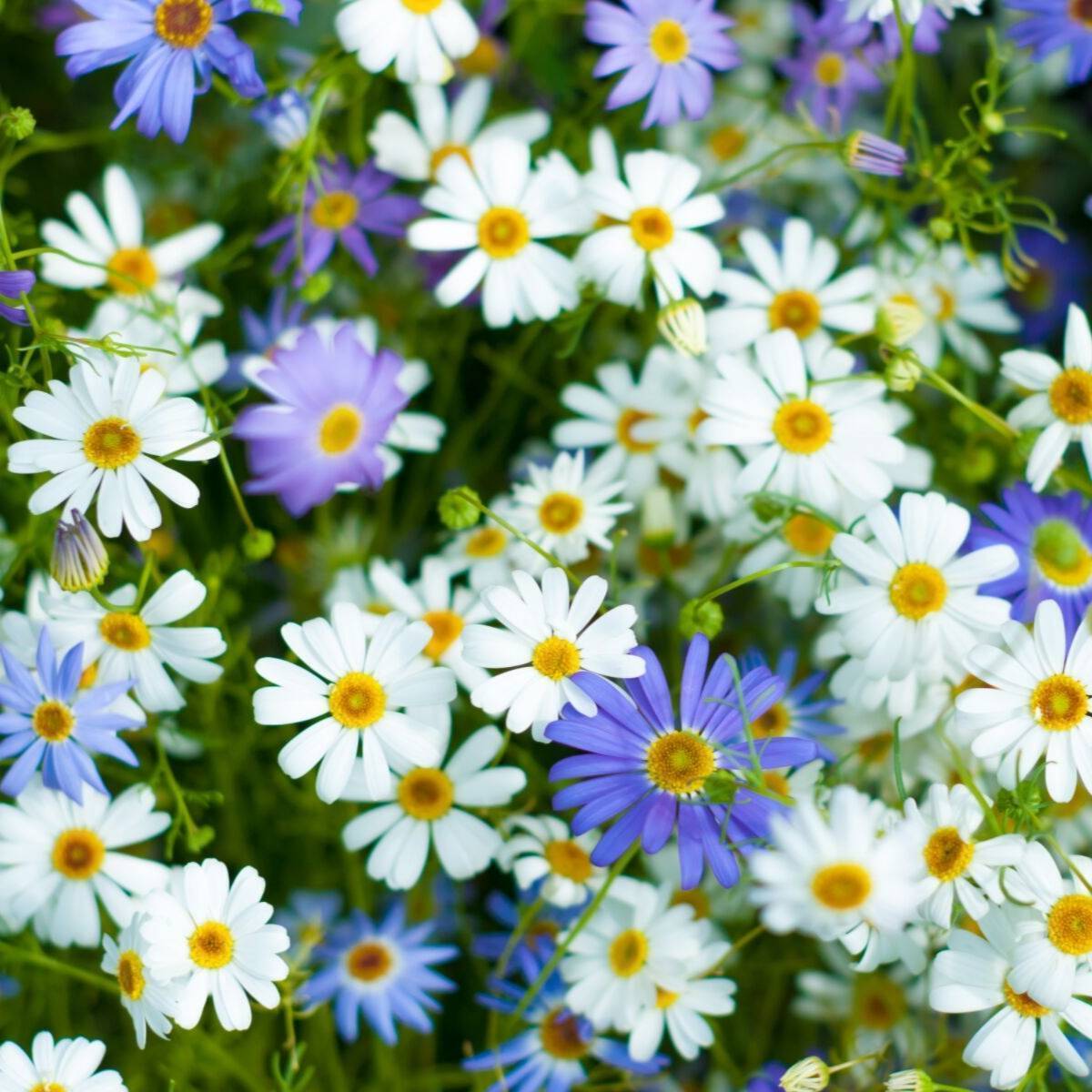 Brachyscome Mixed Splendour Seeds