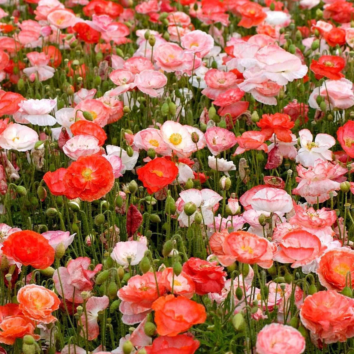 Shirley Poppy Double Mix Seeds