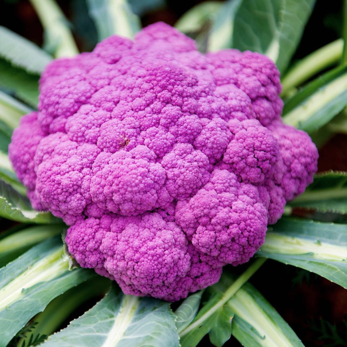 Purple Sicily Cauliflower Seeds