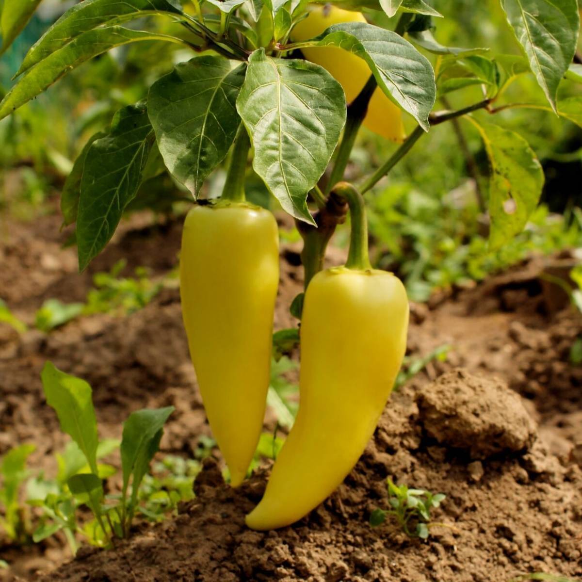 Sweet Banana Capsicum Seeds