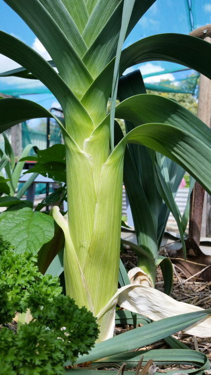 American Flag Leek Seeds