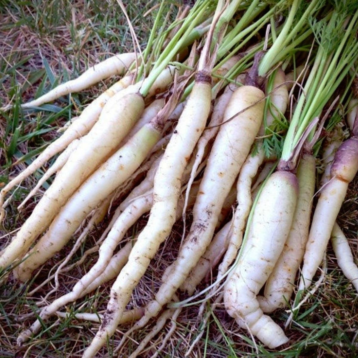 Lunar White Carrot Seeds