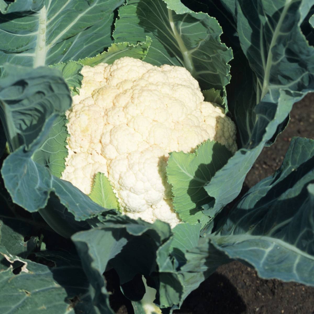 Early Jesi Cauliflower Seeds