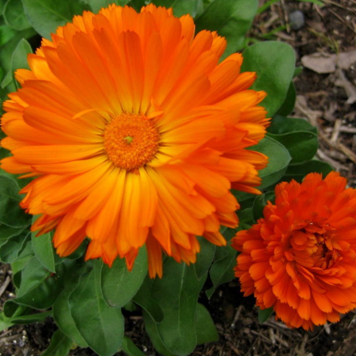 Calendula Seeds