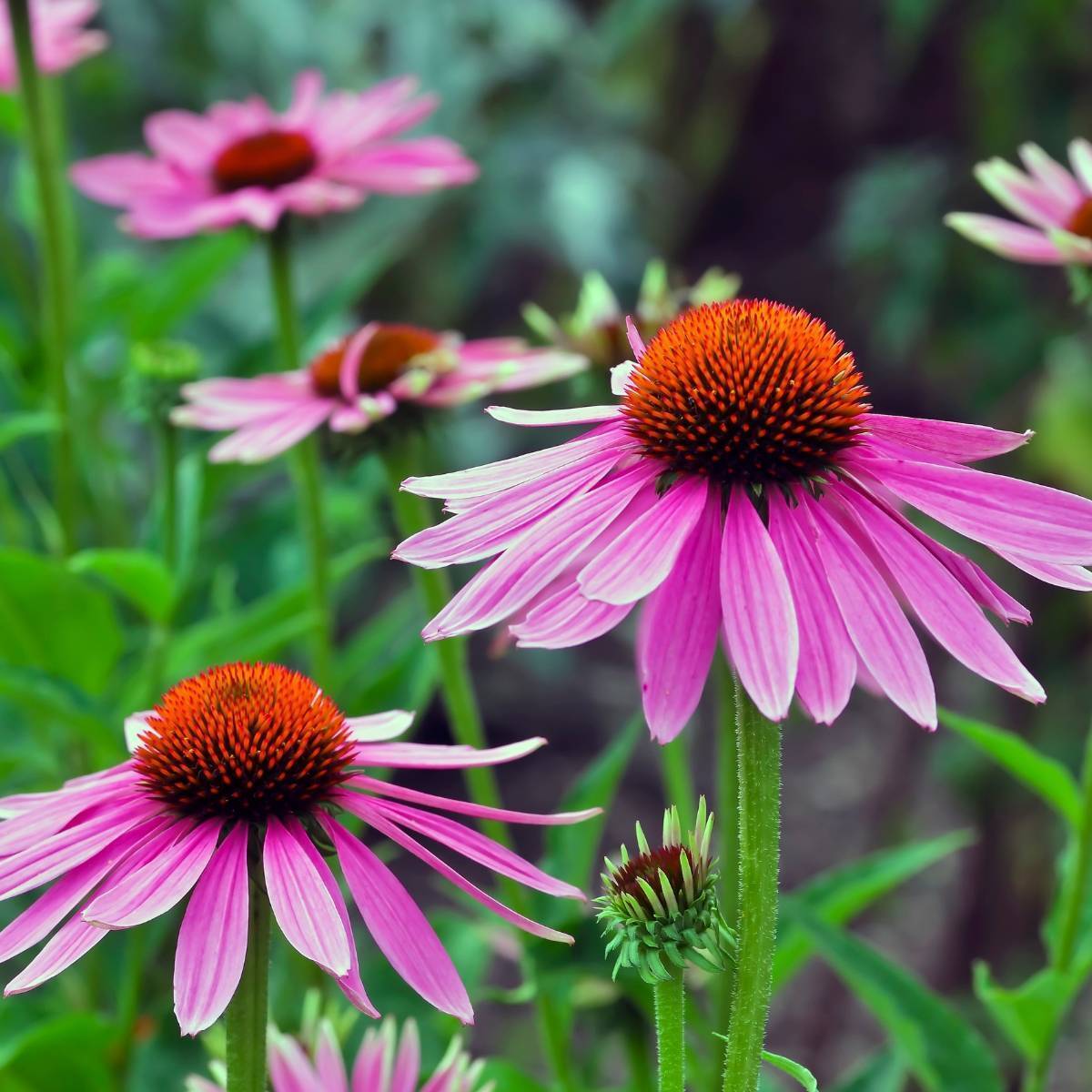 Echinacea Seeds