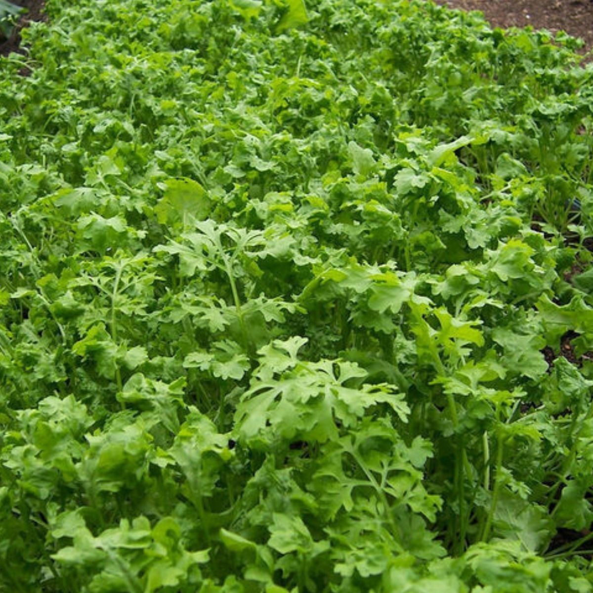 Wrinkled Crinkled Garden Cress Seeds