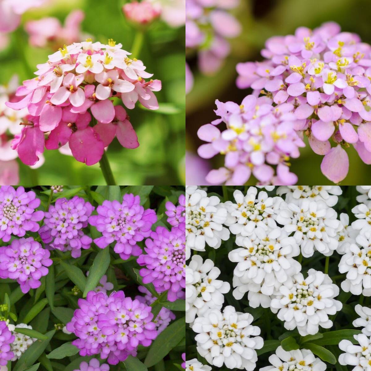 Candytuft Dwarf Fairy Mixed Seeds