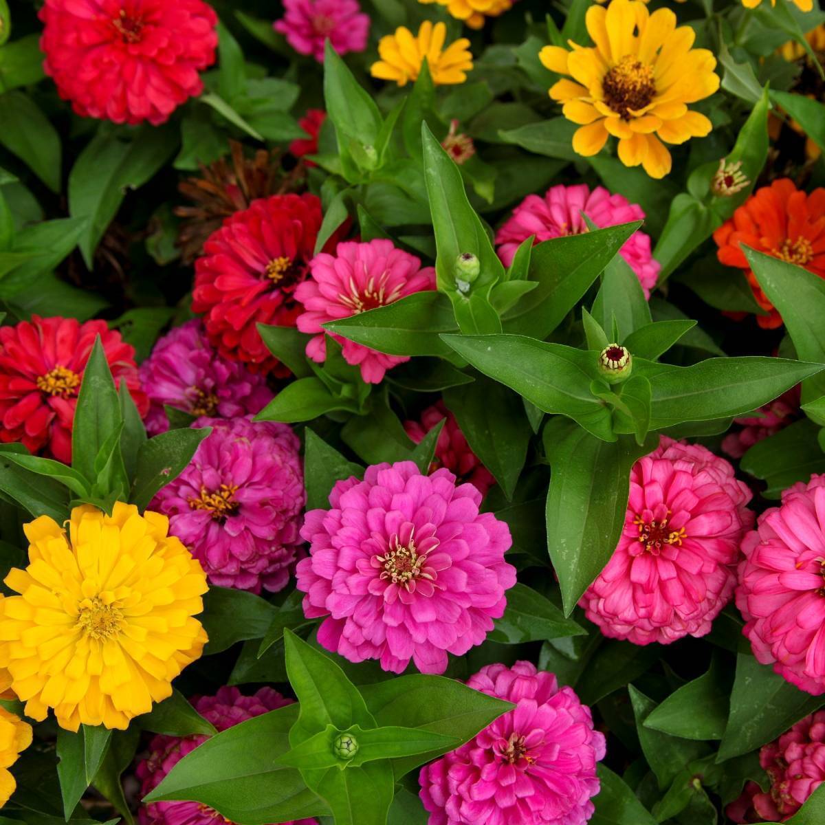 Zinnia Lilliput Mix Seeds