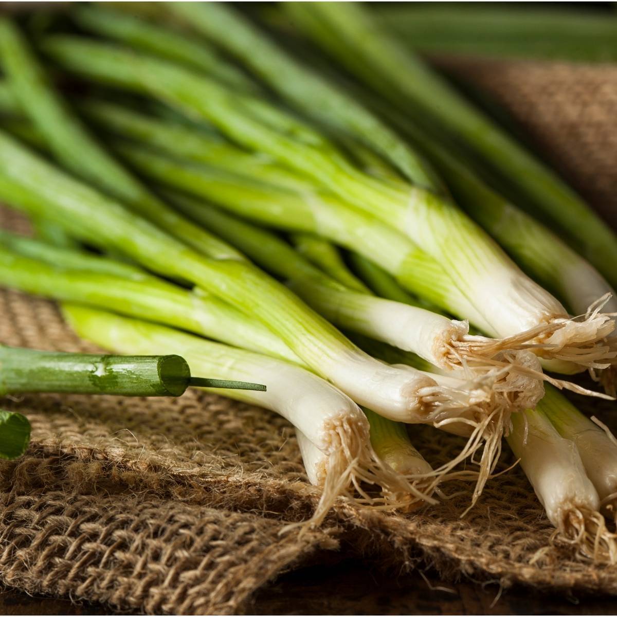 Straight Leaf Bunching Onion Seeds