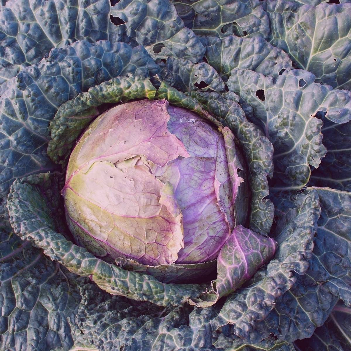 Verona Purple Savoy Cabbage Seeds