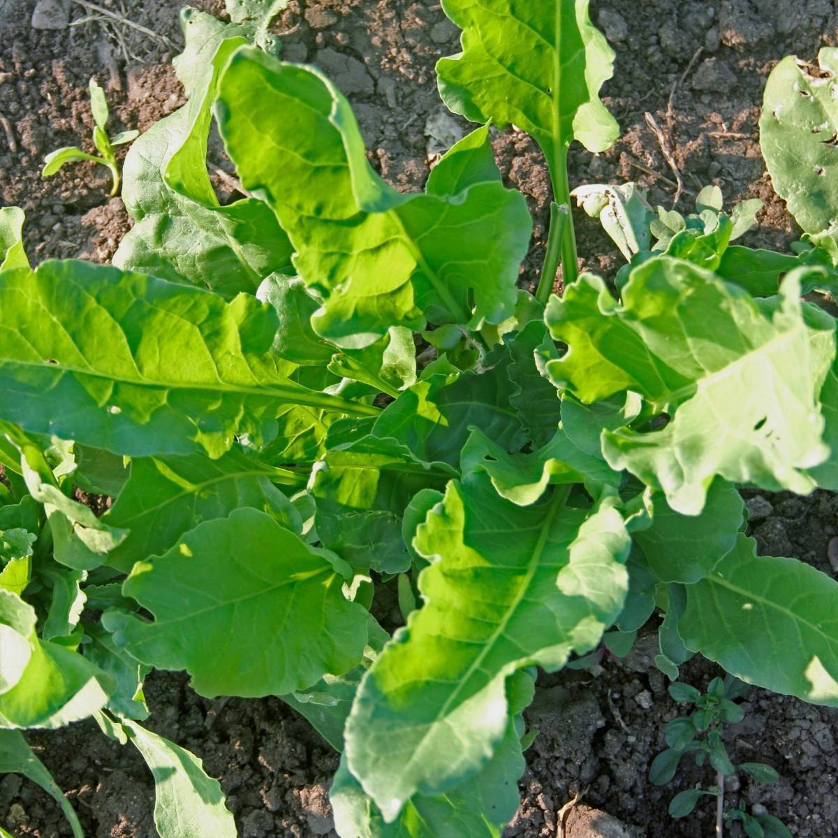 Perpetual Gator Spinach Seeds