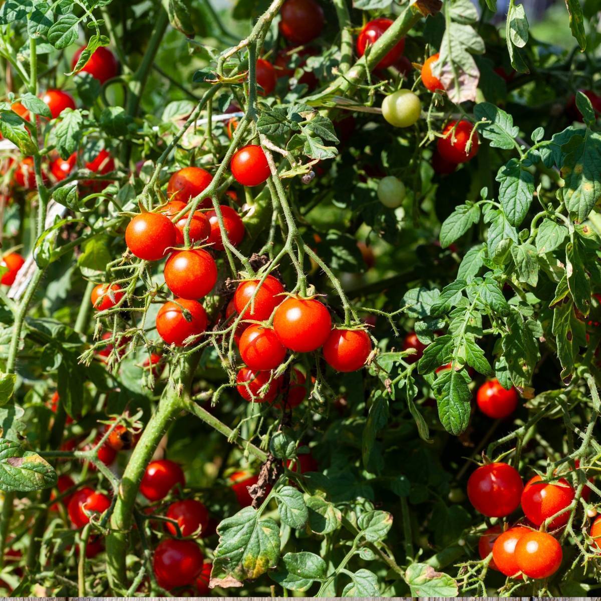 Tommy Toe Tomato Seeds