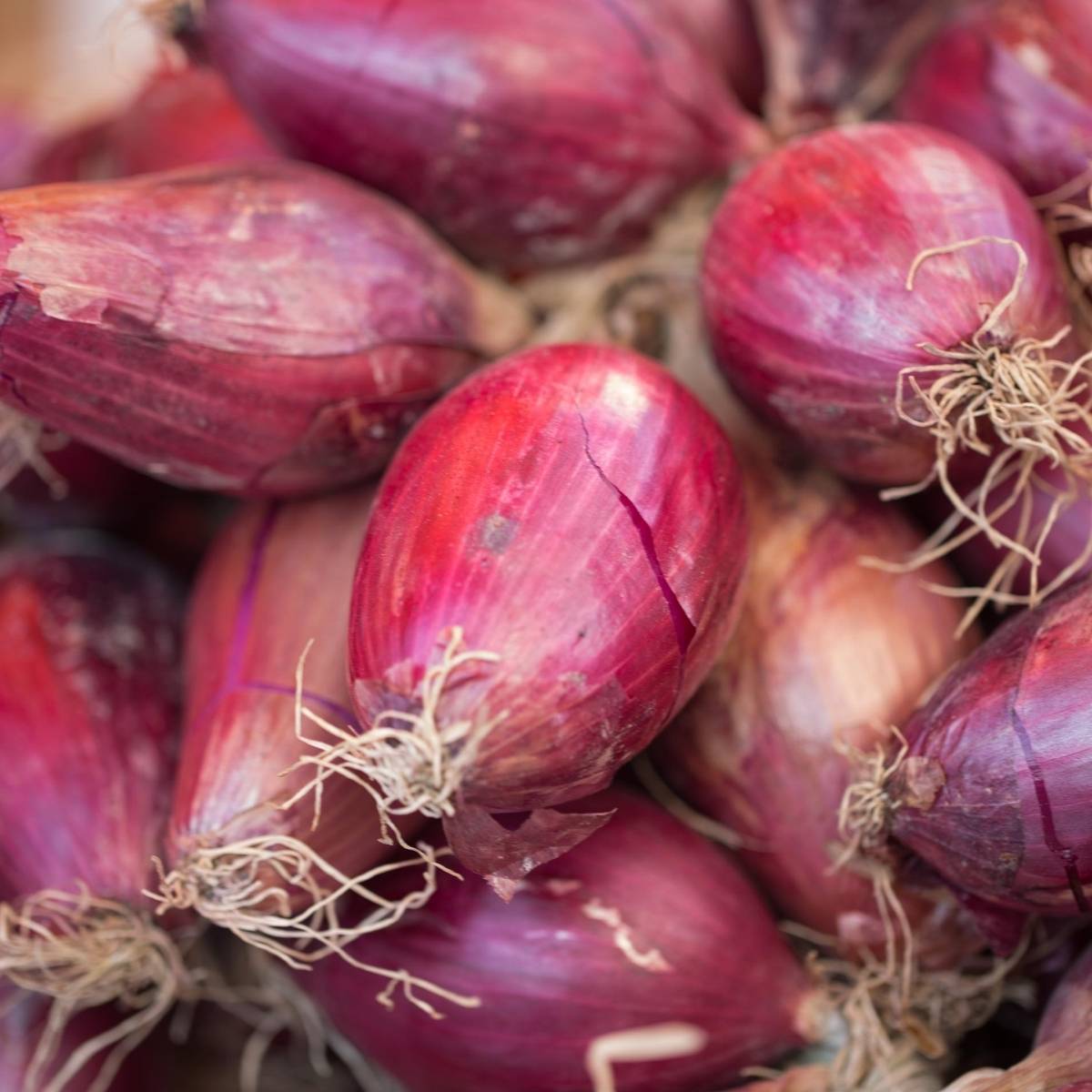 Long Tropea Red Onion Seeds