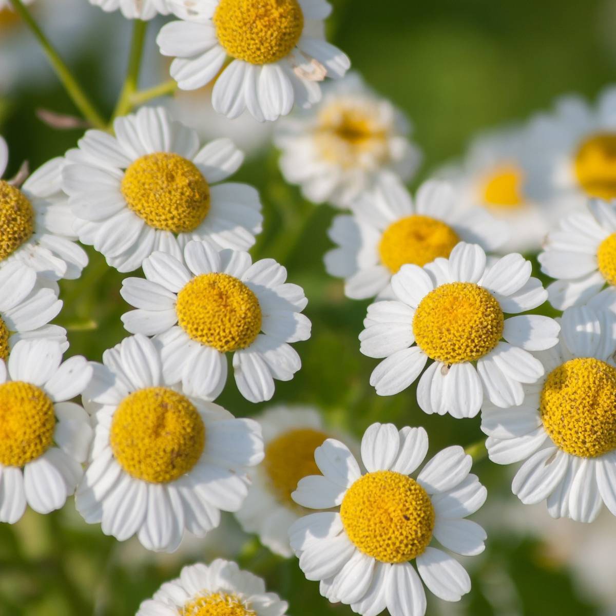 Feverfew Tall Single White Seeds