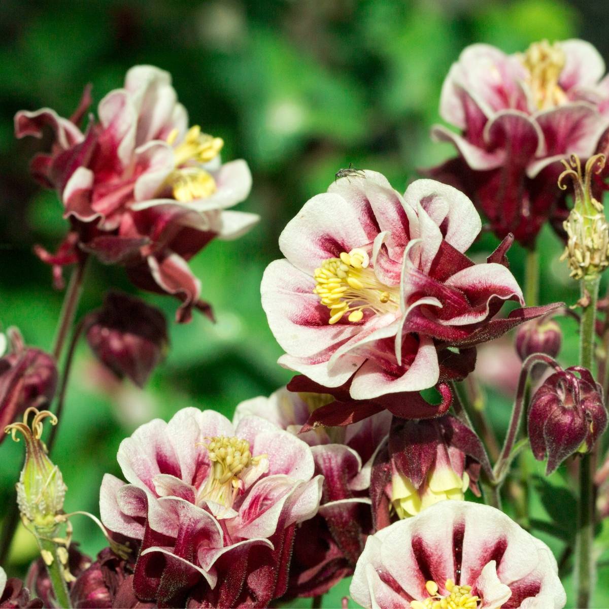 Aquilegia Double Flowered Mix Seeds